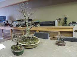 See more ideas about bonsai, bonsai tree, bonsai garden. Rosade Bonsai Studio Of Solebury Township To Exhibit Some Of Its Finest Little Trees At Philadelphia Flower Show Entertainment Montgomerynews Com