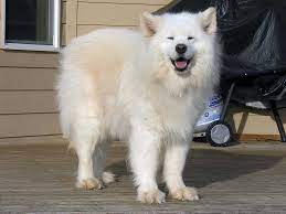 We have have avaiable samoyed puppies for sale. Home Northwest Samoyed Rescue