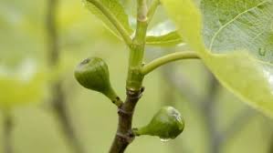 Utiliser les feuilles fraîches du figuier les feuilles de figuier fraîches peuvent être utilisées pour calmer la douleur et les piqûres d'insectes. Maladie Du Figuier Teigne Mouche Ver Jardipartage