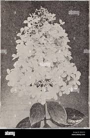 Image result for Indigofera paniculata