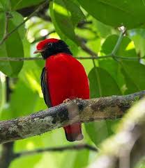 Small Black Bird With Red Neck Pin On Amazing Animals Birds And Others