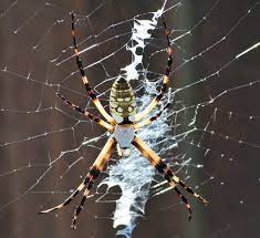 Spiders are arthropods that belong to the class of animals named arachnida and order araneae. Male And Female Yellow Garden Spiders In Texas Bugs In The News