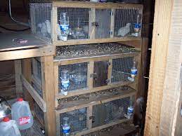 Easy fill diy chicken waterer. D I Y Quail Cages Backyard Chickens Learn How To Raise Chickens