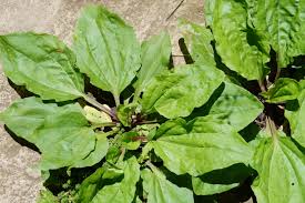 Image result for Plantago