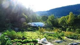 Sustainable Allotment Management: Summer