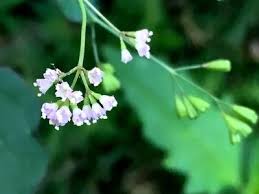 Image result for Boerhavia erecta