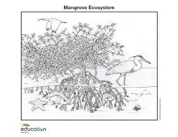 Coloring Page Download Print And Color Illustrations Of Marine Ecosystems And Animals World Wetlands Day Forest Coloring Pages Ecosystems