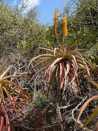 Image result for Aloe spicata