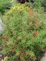 Dwarf burning bush has green foliage throughout the season. Burning Bush Turkestan Morden Nurseries Garden Centre