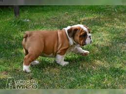 Ogni cucciolo del nostro allevamento bulldog inglese viene ceduto con un regolare contratto di vendita e con la garanzia scritta sulla buona salute. Vendita Bulldog Da Privato A Monza E Brianza Bulldog Inglese 1 Maschio 1 Femmina Pedigree Enci