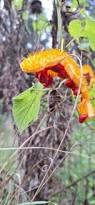 Image result for Momordica foetida