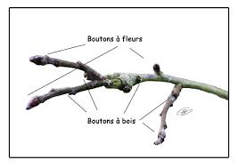 Epingle Sur Jardin