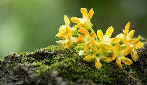 Image result for Telosma