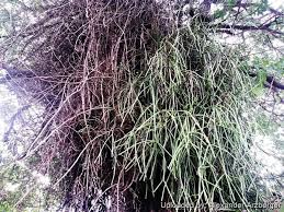 Image result for Rhipsalis baccifera