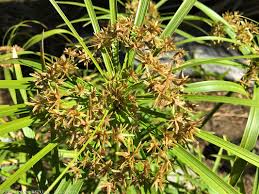 Image result for Cyperus sp. no. 1