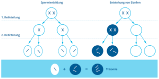 Was Sind Chromosomenstorungen Und Wie Entstehen Sie