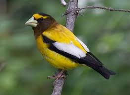 Common Birds Of North Idaho Evening Grosbeak I Miss This Bird From North Idaho Birds Ontario Birds Ohio Birds