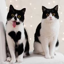 Black And White British Shorthair Cat Meet Zoe A Delightful British Shorthair Who Was Adopted Along With Her Sister Izzy Cute Cats And Kittens Cool Cats Cute Cats