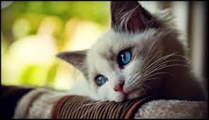 Animasi kucing comel lucu imut. 35 Gambar Kucing Comel Yang Lucu Dan Menggelikan Hati Naimjaaf