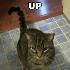 • • • bernie memes are so last week. Cat Funny Memes Clean Cat Gif