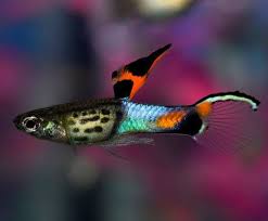 Image result for Aneilema spekei