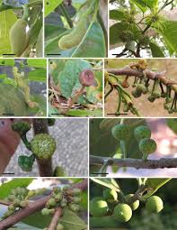 Image result for Moraceae
