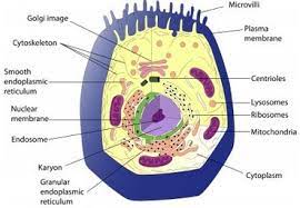Unlike the eukaryotic cells of plants and fungi, animal cells do not have a cell wall. Mini Wiki 4 The Animal Cell Thatbiologist