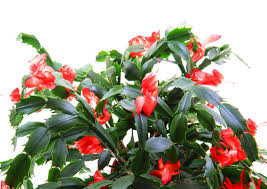 We did not find results for: Schlumbergera Cactus De Noel Tous Les Conseils D Entretien