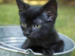 Beste lustige katzen und hunde 2019. Zehn Schwarze Katzenbabys Zum Verlieben Katzenbabys Katzen Schwarze Katze