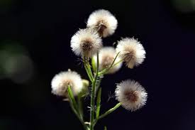 Bunga cantik yang satu ini adalah bunga kamelia, yang termasuk tanaman pada genus theaceae. 4 Makna Bunga Dandelion Si Pemberani Fakta Unik