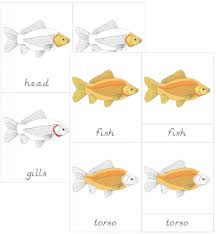 Parts Of The Fish Nomenclature Cards Montessori Activities Montessori Montessori Printables