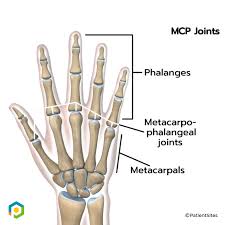 Image result for Normal Anatomic Position of the Hand and Wrist