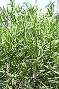 Image result for Euphorbia spissiflora