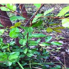 Image result for Oldfieldia