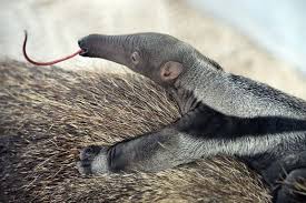 First Giant Anteater Birth For Zoo Miami Giant Anteater Zooborns Baby Animals Pictures