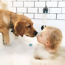 Pin By Simge Colak On Goldens N Other Beams Of Happiness Cute Animals Animals Cute Dogs