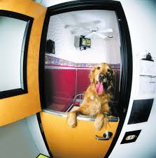 Best Doggie Daycare/Boarding