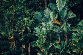 Lush Green Tropical Forest Background Image For Zoom Meeting Beach Wallpaper Jungle Photography Iphone Wallpaper Tropical