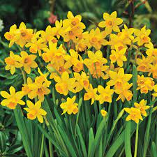 Breck S Tete A Tete Daffodil Bulbs 10 Pack 86117 The Home Depot Narcissus Bulbs Daffodil Bulbs Bulb Flowers