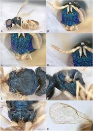 Image result for Costularia natalensis