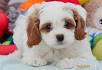Cavachon Puppies For Sale • Adopt Your Puppy Today ...