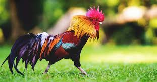 .cup, central coast roosters women's premiership and sydney roosters jersey flegg sides. The Pros And Cons Of Keeping A Rooster In Your Flock