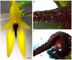 Image result for Bulbophyllum oreonastes