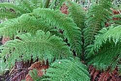 Image result for Osmundaceae