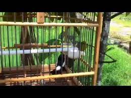 Burung ini juga cukup diminati kicaumania karena suaranya lebih bervariasi daripada jenis decu lainnya seperti decu batu dan decu timor. Decu Kembang Gacor Tembakan Tajam