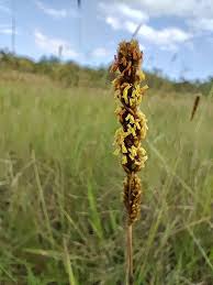 Image result for Eriochrysis