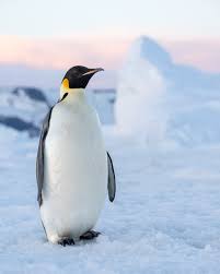 Emperor penguin standing tall on the Antarctic ice