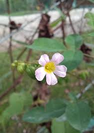 Image result for Oxalis barrelieri