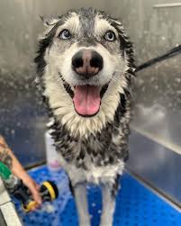 Try our self service pet wash for just $14 a wash.