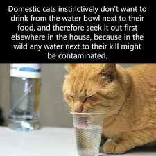 This Is An Interesting Fact I Never Thought About It In That Way But It Definitely Makes Sense Cats Cat Facts